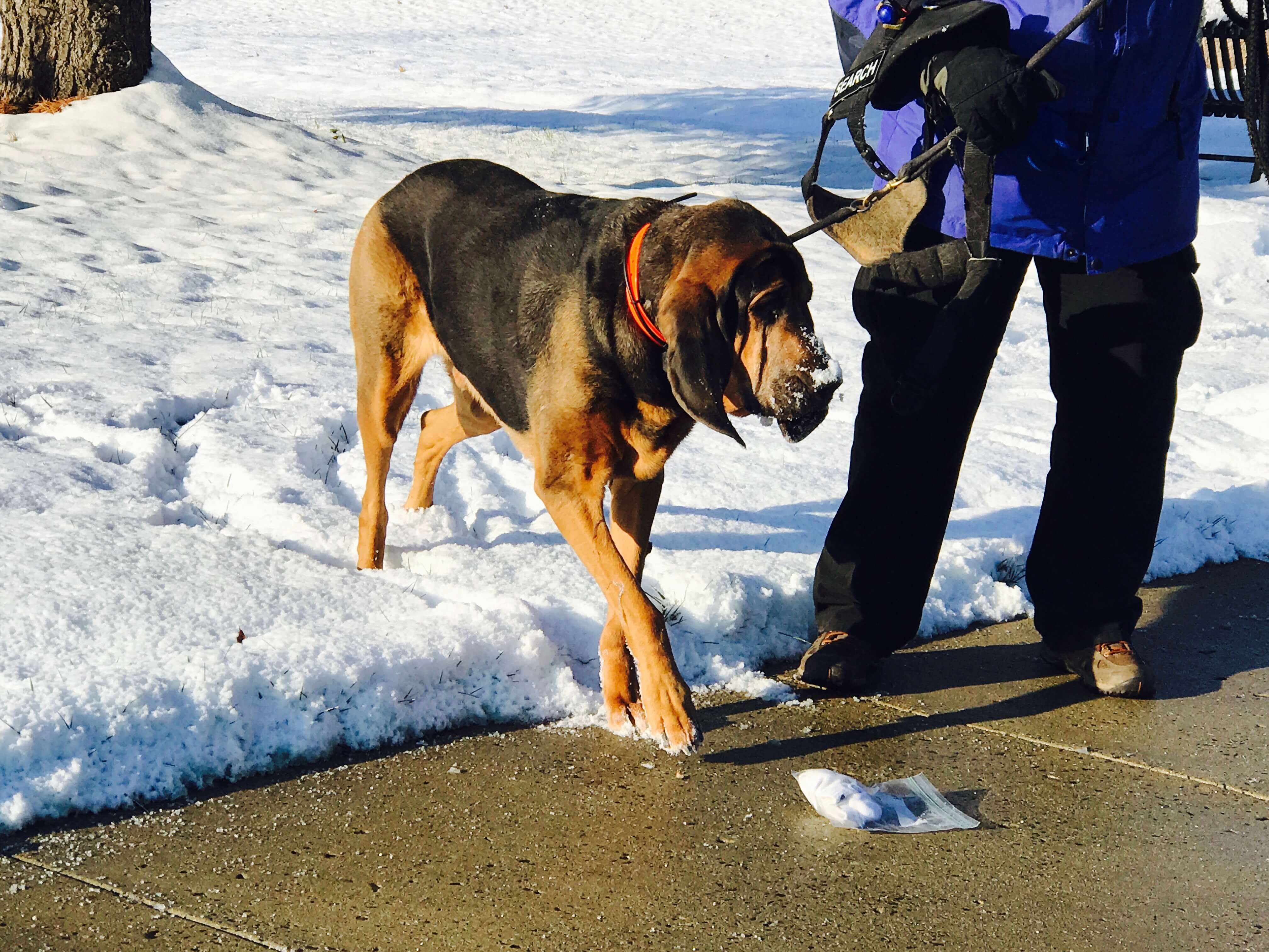 Bloodhound getting ready to go to work looking for volunteer hider with the Keystone k9 search and rescue team