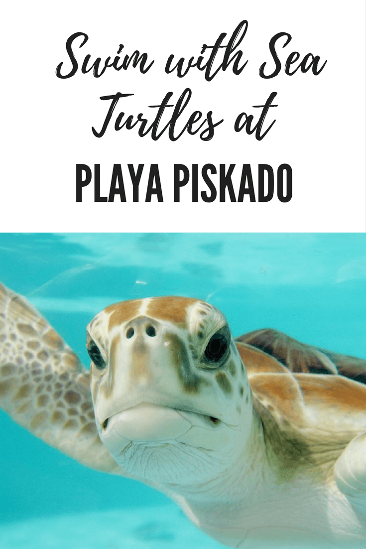 swim with sea turtles with image of sea turtle