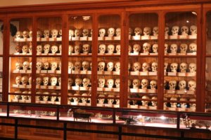 Skulls on display at the Mutter museum in Philadelphia